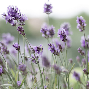 Lavendel Bio