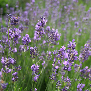 Lavendelblüten